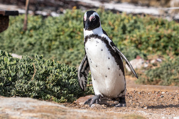 Pinguin in Betty's Bay in Südafrika