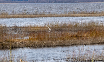 flooded lake shore, overgrown with last year's reeds and bushes, bird migration, beautiful cumulus clouds