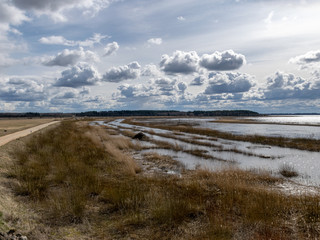 flooded lake shore, overgrown with last year's reeds and bushes, bird migration, beautiful cumulus clouds