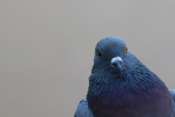 Close up head shot of beautiful pigeon bird, Pigeon close up on blue background