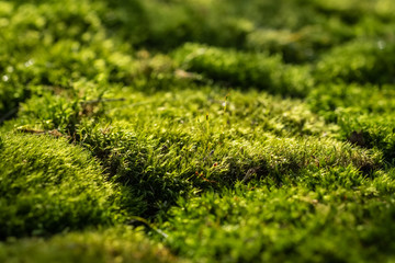 Beautiful green moss on the forest ground close up