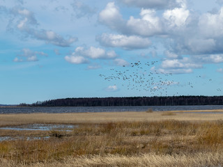 flooded lake shore, overgrown with last year's reeds and bushes, bird migration, beautiful cumulus...