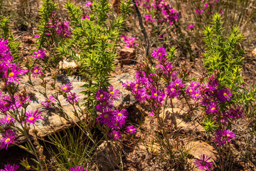 Obraz premium Blumen im Kogelberg Nature Reserve in Südafrika
