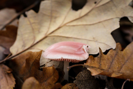 eine Nahaufnahme von einem Pilz im Herbst im Wald