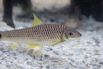 Portrait eines Netzpinselalgenfresser im Aquarium.