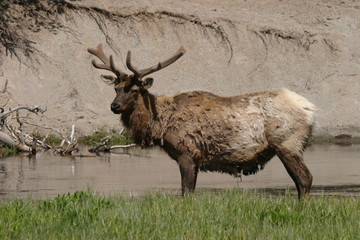 Wapiti