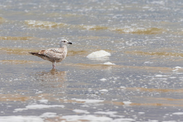 Seagull - Larus marinus stands in the sea