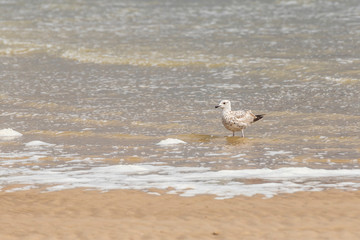 Seagull - Larus marinus stands in the sea