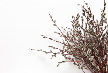 Top view on the branches of a spring willow with fluffy buds on a white table. Palm Sunday symbol....