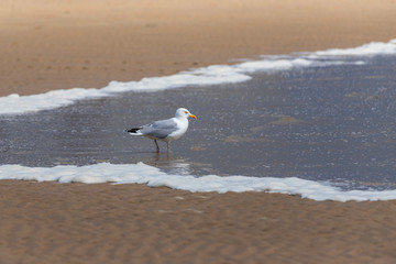 Seagull - Larus marinus stands in the sea