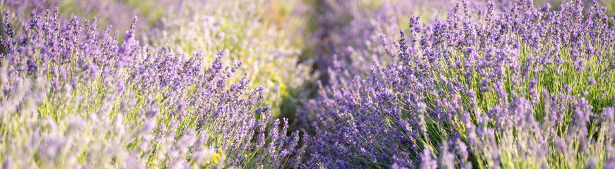 Fototapeta premium Lavender field on a sunny day, lavender bushes in rows, banner