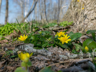 first spring flowers, bright yellow