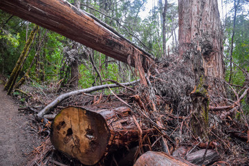 The piece of woods and logs in the forest in Tasmania, Australia