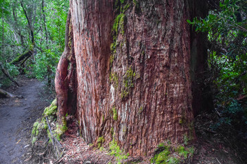 The big tree in the forest in Tasmania, Australia