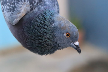 Close up head shot of beautiful pigeon bird, Pigeon close up on blue background