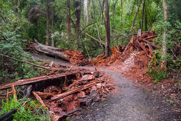 The walk path with piece of wood in the forest in Tasmania, Australia