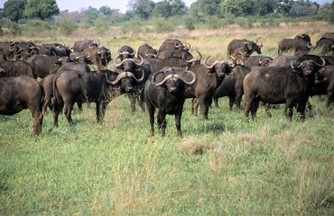 Naklejka na ściany i meble Büffelherde in Botswana während einer Safari - Abstand zu halten ist hier unbedingt nötig, denn die Tier können bei Annäherung sehr schnell angreifen.