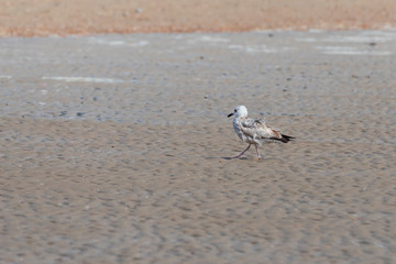 Seagull - Larus marinus walks along the beach