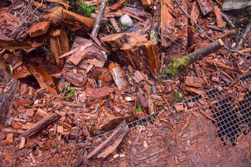 The piece of wood in the forest in Tasmania, Australia