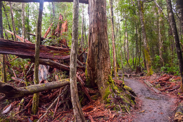 The walk path with piece of wood in the forest in Tasmania, Australia