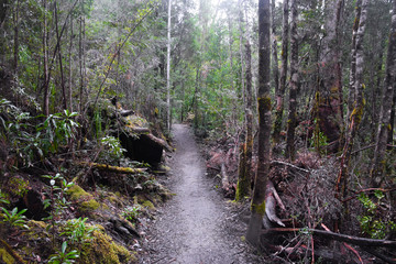 The walk path with trees in the forest in Tasmania, Australia