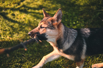 Beautiful german alaskan shepherd dog play with a branch in the park 