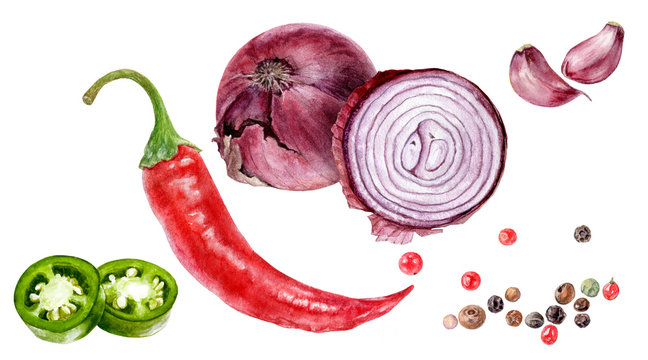 Purple onion bulbs, jalapeno, chili pepper, garlic, pepper set watercolor isolated on white background