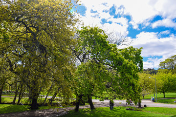 The green forest with green grass field and cloudy blue sky background on sunny day in Australia
