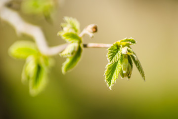 Young buds and leaves of a hazel tree 