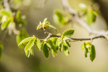 Young buds and leaves of a hazel tree 