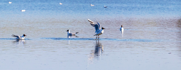 Seagulls on the river, seagull flying near the water