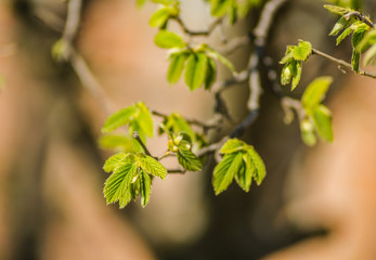 Young buds and leaves of a hazel tree 
