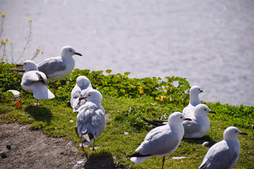 The seagulls stand on the green grass field with lake background on sunny day in Melbourne, Australia