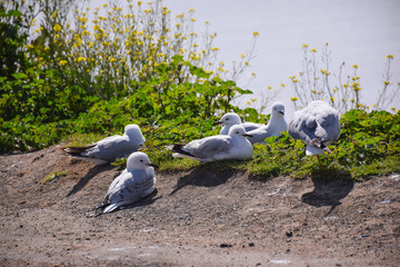 The seagulls stand on the green grass field with lake background on sunny day in Melbourne, Australia