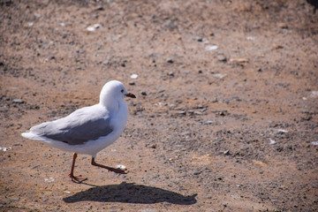 The seagull stands on the ground on sunny day in Melbourne, Australia