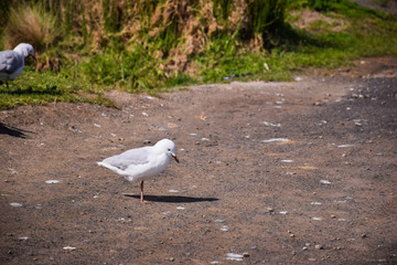 The seagull stands on the ground on sunny day in Melbourne, Australia