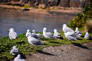 The seagulls stand on the green grass field with lake background on sunny day in Melbourne, Australia
