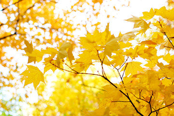 autumn foliage