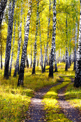 Obraz premium autumn forest