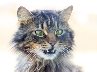 Portrait of fluffy cat ana light background, cat meows