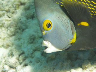 Franzosen Kaiserfisch