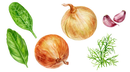 Onion bulbs spinach basil dill garlic set watercolor isolated on white background