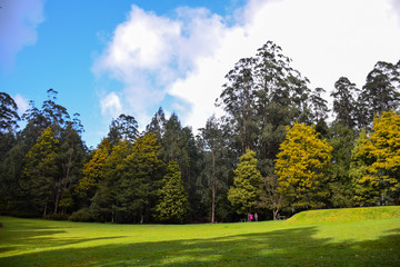 Fototapeta na wymiar The green forest with green grass field and cloudy blue sky background on sunny day in Australia