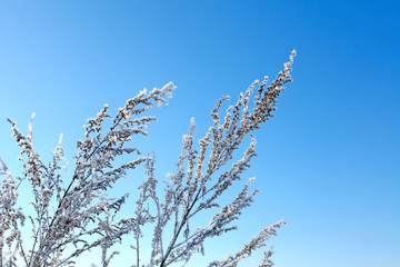 Branch in the Snow