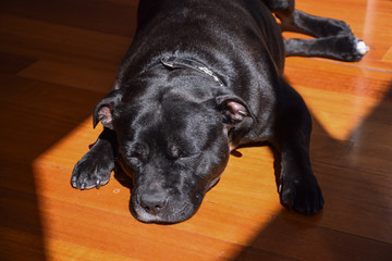 The black dog lays o the wooden floor in sunny day on Melbourne, Australia