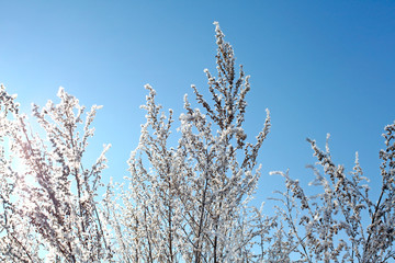 Branch in the Snow