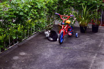The colorful kid bicycle with the cat and trees in the garden in Melbourne, Australia