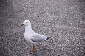 The seagull stands on the ground in the Melbourne, Australia