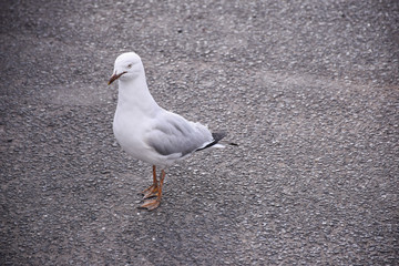 The seagull stands on the ground in the Melbourne, Australia
