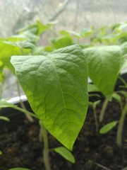 tomato plant in the garden